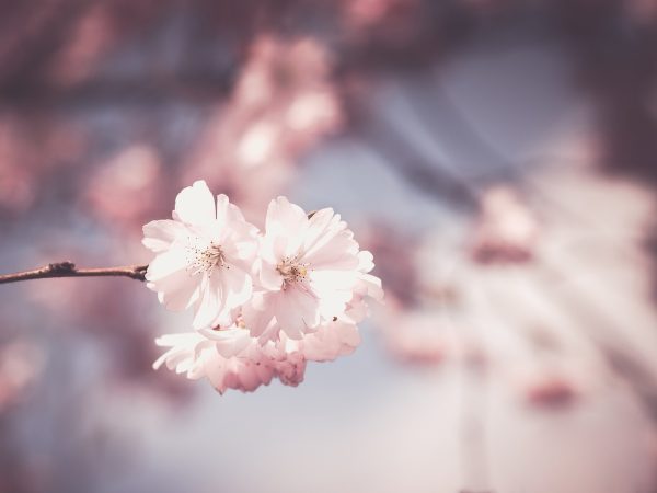 樱花动画内容编辑陈叙在深夜记录连载更新变动，手边摊开进度清单与笔记本，屏幕微光映出专注神情