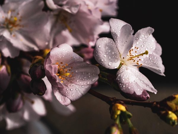樱花动画内容编辑陈叙在深夜记录连载更新变动,手边摊开进度清单与笔记本,屏幕微光映出专注神情