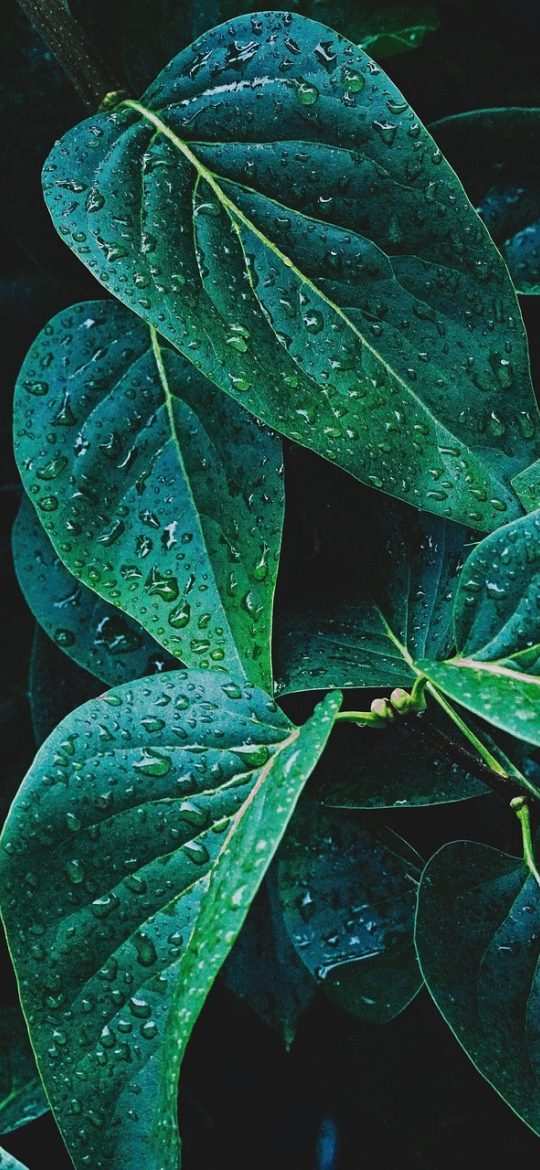 樱花动画 App 首页索引界面，深色背景下列出多部作品卡片与连载状态标签，整体排版克制安静